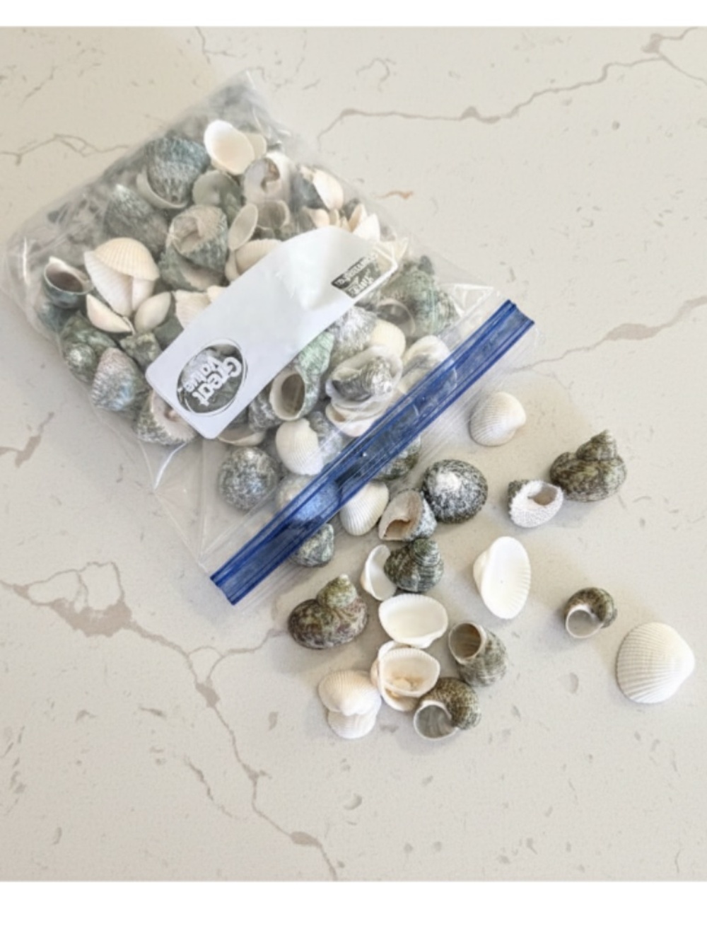 Assorted Natural Sea Shells